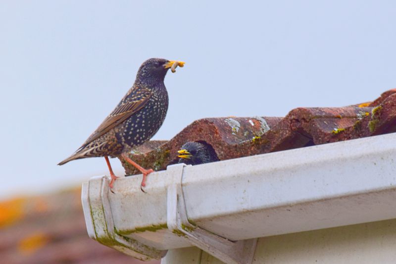 Bird Removal