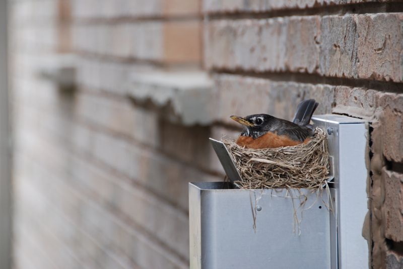 Nest Removal Process