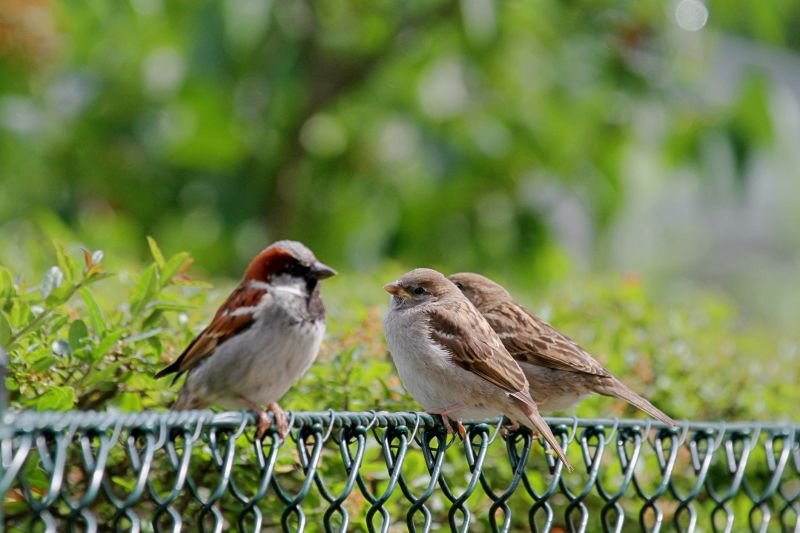 Bird Exclusion Barriers