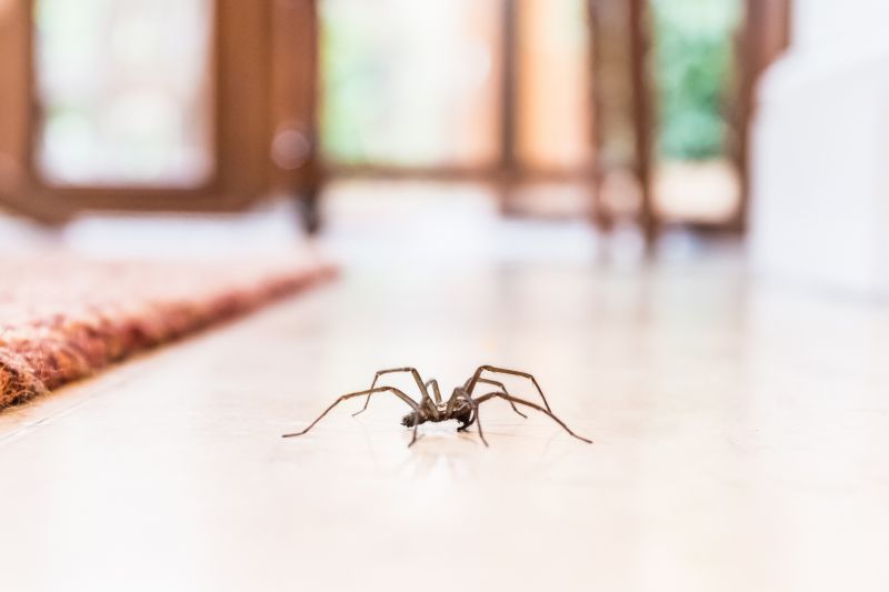 Black Widow Extermination in Frisco, TX