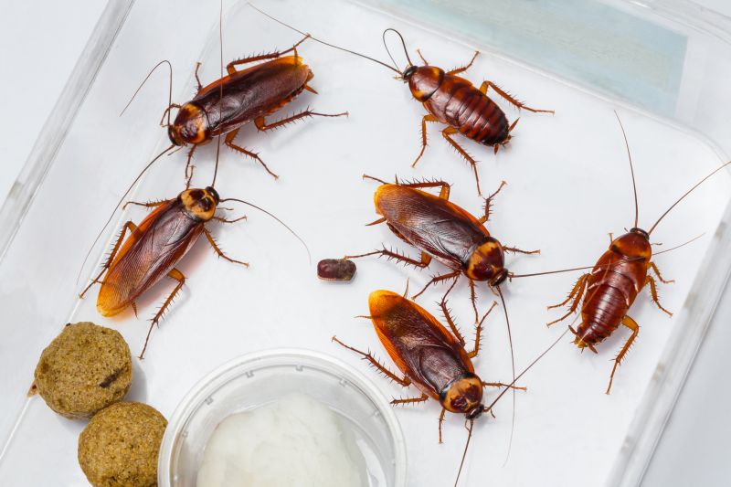 Cockroach Sightings