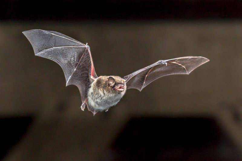 How Birds And Bats Create Problems