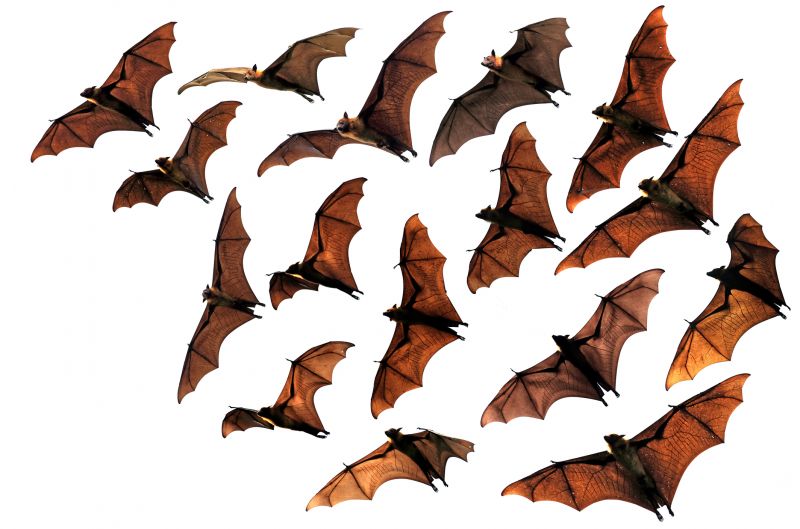How Birds And Bats Impact Commercial Buildings And Facilities