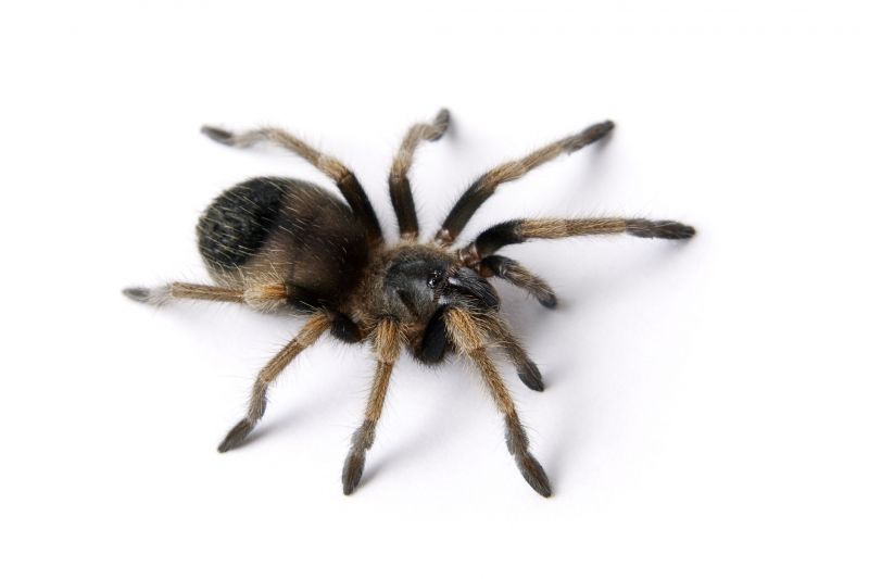 Huntsman Spider Extermination in Fort Worth, TX