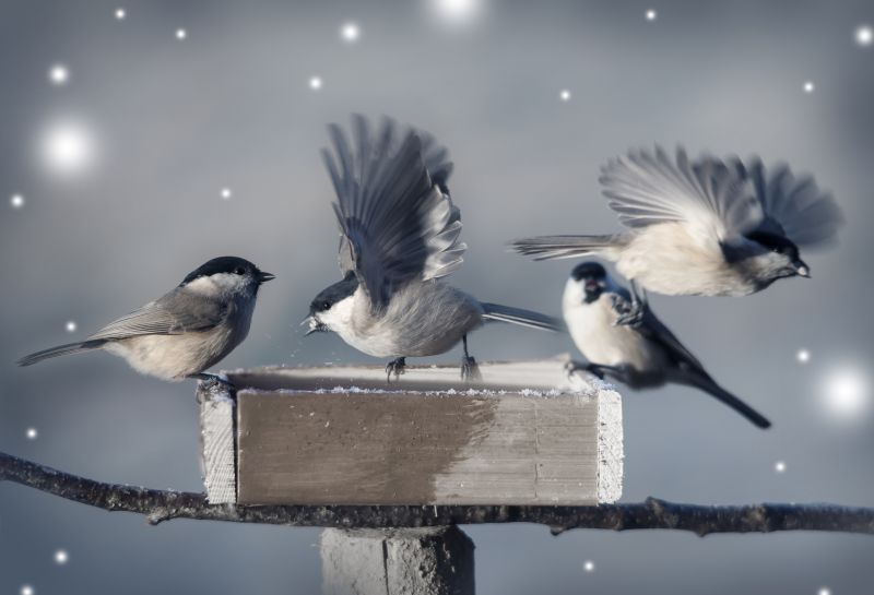 Local Bird Removal pros at work